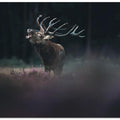 Art Prints of Primal sound