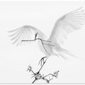 Art Prints of Transparent Wings
