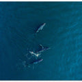 Arabian Humpback Whale