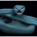Art Prints of Angry