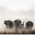 Art Prints of family