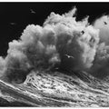 BIRDS IN THE STORM (Part 1)