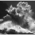 BIRDS IN THE STORM (Part 8)