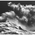 BIRDS IN THE STORM (Part 11)