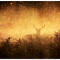 Art Prints of Golden Woods