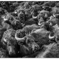 Art Prints of asian buffaloes
