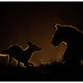 Art Prints of Encounter at night