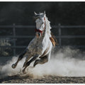 Art Prints of ... ::: Doludizgin ::: ...