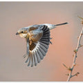 Art Prints of woodchat shrike