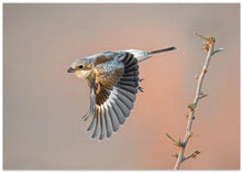 Art Prints of woodchat shrike