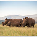 Art Prints of DINO COMPOSITION