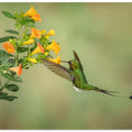 Art Prints of Booted Racket Tail Hummingbird
