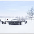 Winter farm