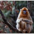 Art Prints of Golden snub-nosed monkey