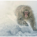 Art Prints of Snow run