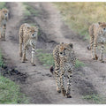Art Prints of Cheetah's Gang