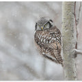 Art Prints of Northern Hawk Owl look back