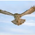 Art Prints of Landing