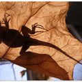 Art Prints of Lizard in Abandoned House