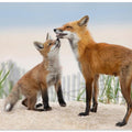 Art Prints of A Kiss