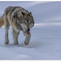 Art Prints of Wolf