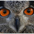 Art Prints of Staring at ....