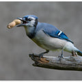 Art Prints of Blue jay's treat