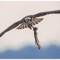 Art Prints of Ospery