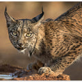 Art Prints of Wild Iberian Lynx
