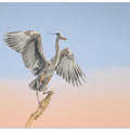 Art Prints of Dancing in the cloud