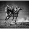 Art Prints of Holdout