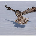 Art Prints of Great Grey Owl