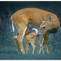 Art Prints of Love
