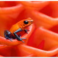 Art Prints of Strawberry poison-dart frog