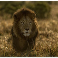 Art Prints of olope male lion