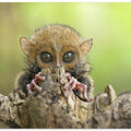 Art Prints of Baby Tarsier