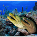 Art Prints of Moray eels