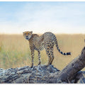 Art Prints of waiting for the hunt