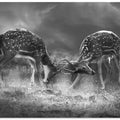 Art Prints of Battle for supremacy