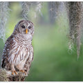 Art Prints of Barred Owl