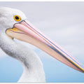 Art Prints of pelican