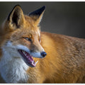 Art Prints of fox