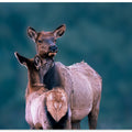 Art Prints of A Tender Moment with Mom