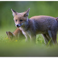 Art Prints of tail to tail