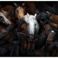 Art Prints of The White Horse