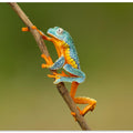 Art Prints of Fringed leaf frog