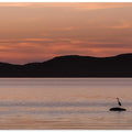 Art Prints of A peaceful wait