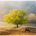 Tree of Life
