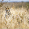 Art Prints of Young cheetah