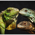 Art Prints of The Dragon Family